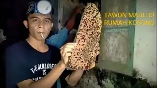 BERBURU LEBAH MADU TANPA ALAT PENGAMAN