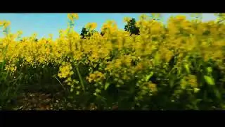 in the yellow fields