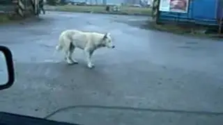 Собака Танцует Под Грибы - Таёт Лёд