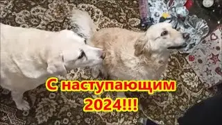 Подарки собакам!!!