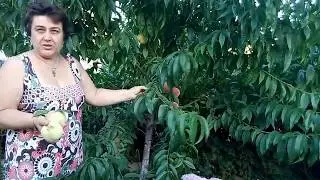 Peach from the pit