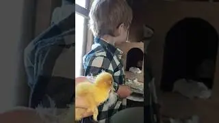 Мой любимый помощник🤗 Забрали утят у утки👍