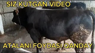 TALABLARGA BINOAN HAMMA KUTGAN VIDEO