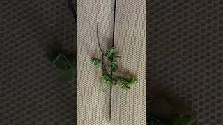 Цветение акации Климат меняется #анатолийстрелец