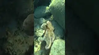 Осьминог на пляже в Генуа