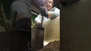 Кубань на связи!Сажаю розы в полночь