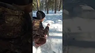 Тушканчик который улетел! 