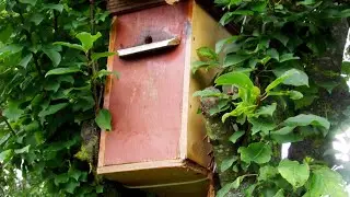 Wasps steal honey from bees 