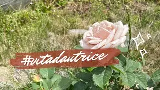 Sei mesi nel 2022 🥧 Di editoria, delusioni e genio ☕ Spilling the tea #vitadautrice