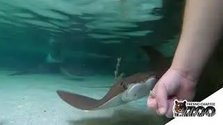Jingle All the Ray - Stingray Bay