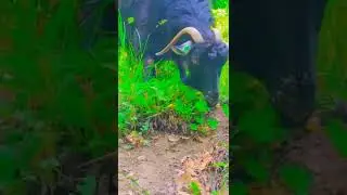 baharın güzelliği keçi  yayma🐐(ABONE OL)👍