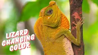 Amazing Rare Lizard Changing Color