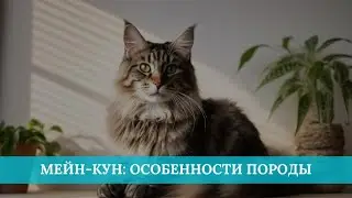 Мейн-кун: особенности породы