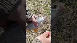 Плотва с икрой 