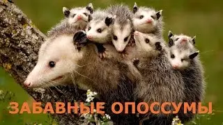 Забавные опоссумы. Интересные факты