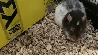 Cute pet rat eating a cookie, holding in his tiny hands