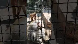 Семья🔥ГАМАДРИЛЫ🐒😝#зоопарксказка #zoo #animals #monkey #ялта2024 #обезьяны #обезьяна #бабуин #ялта