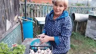 Жизнь в деревне//Уборка капусты// Что в погребе//Готовлю чеснок на посадку//
