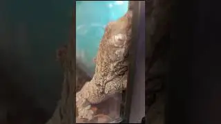 Геккон чахоа