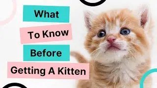 What to know before getting a Kitten