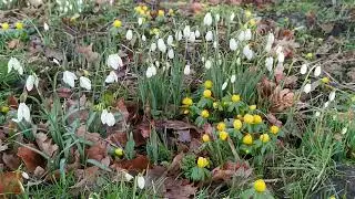 Snowdrops and Aconites