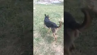 милая собака убегает