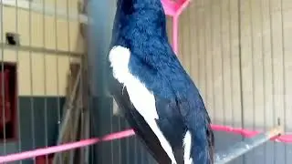 DIJAMIN PASTI NYAUT || SUARA KACER MEMANGGIL LAWAN COCOK UNTUK KACER ANDA YANG BISU DAN MALAS BUNYI