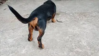 Chú Ken đen xì và mấy em nhỏ 😅😅😅