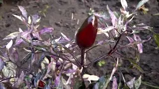 Ornamental Calico.  Пестролистный коленкор очень красивый сорт острого перца.