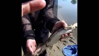 НУ ВОТ И МНЕ ФАРТАНУЛО С ЗАПРЕТКОЙ!