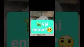 SERÁ QUE ELE VAI ENTRAR? #jabuti #animais