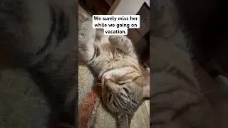 WE WILL MISS YOU SOFIE CAT #shortvideo #youtubeshorts #tabbycat #catvideo #funnycat #catlife #cat