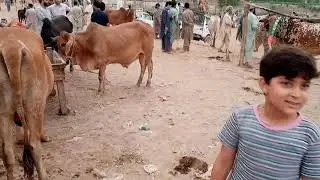 New Updates bakra eid 13 july 2021 palosi mandi Peshawar kpk