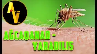 Ağcaqanad Quranda