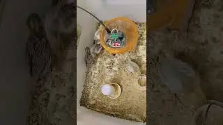 Button Quail Chicks | silver Button Quail | Tiny Bird
