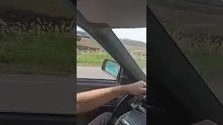 Стая аистов/Первый раз столько видела#птицы