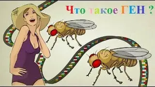 ГЕН (Что такое ген?)