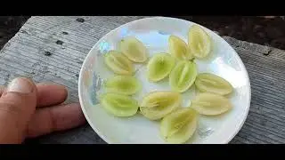 НОВИНКА!!! ГФ Винограда АРЛЕКИНО (Калугин В.М.). 17.08.2023г.