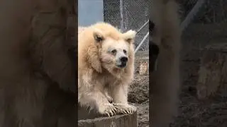 One small effort changed Bear life 🥰🥹