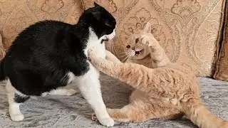 Senior Cat Teases Young Cat
