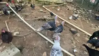 Uma voltinha no quintal. #amazonia #vlog