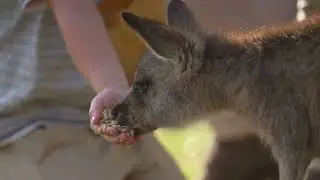 NECI TASMANIA 22  BONORONG WILDLIFE PARK 1MIN EDIT WITH SUPERS