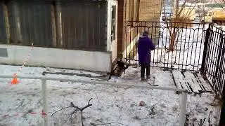 Стругова Анна, пинчер Жан, открытый воздух.