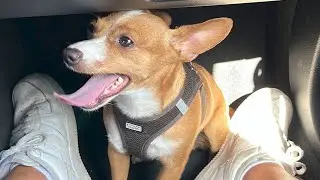 Vigevano, cane ucciso dai ladri: una raccolta fondi per il canile