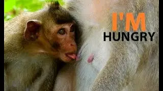 TOP HUNGRY !! Who understand Viola feeling ! Baby Viola start lull mom get milk in warm chest.