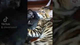 бенгал Симба и Черныш