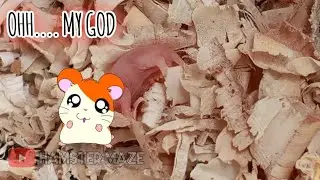 WHY? Mother hamster eat their own babies 😭😭