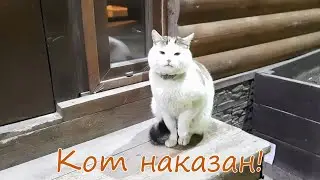 Кот наказан!