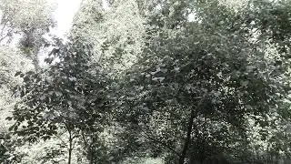 Venimus
