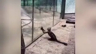 EXTREME ANIMAL FAILS 😂😂